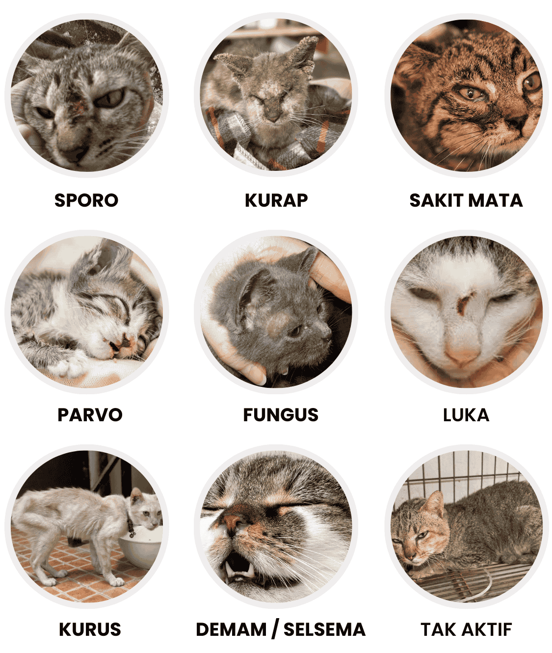 Masalah kulit dan kesihatan kucing