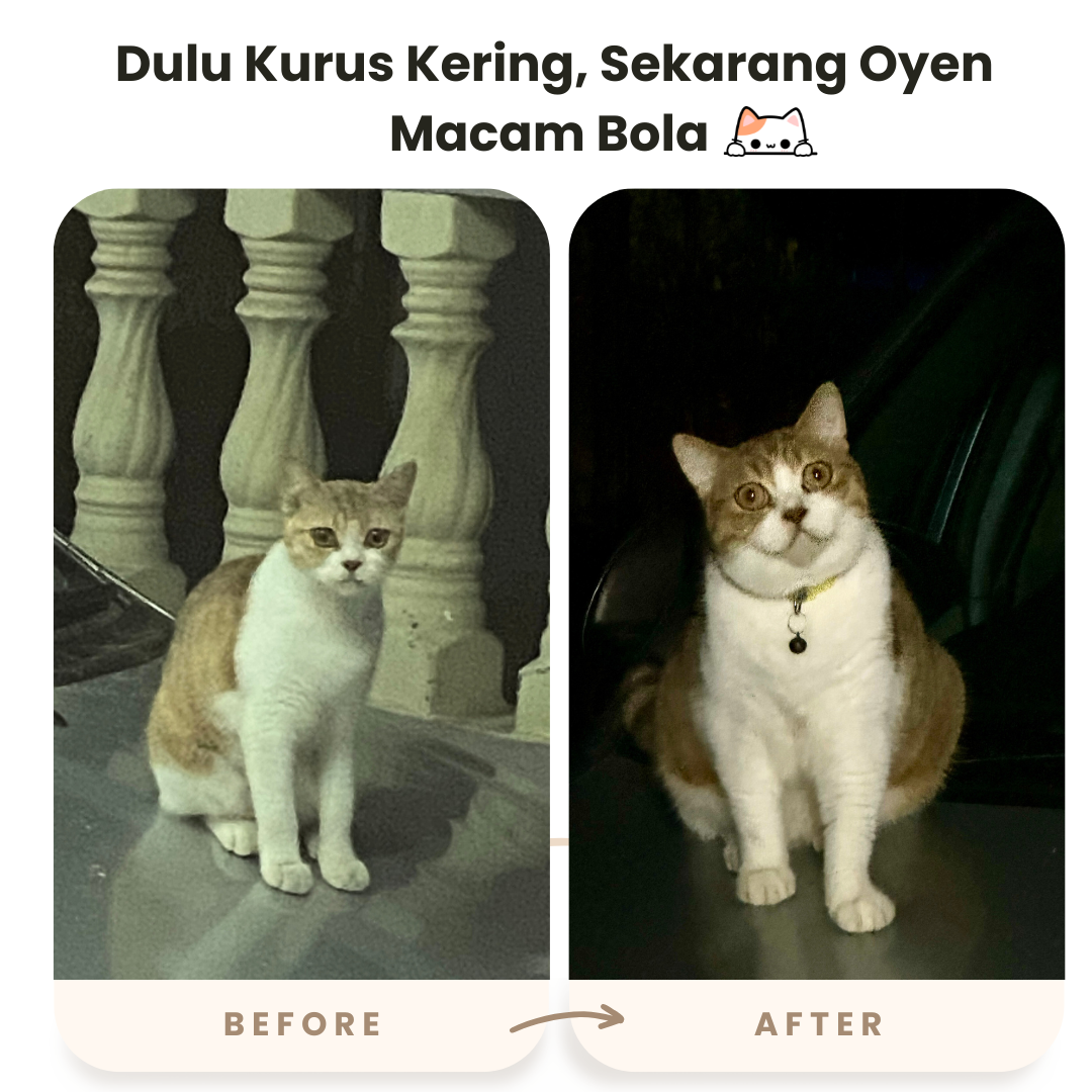 Before dan After penggunaan Biovet Omega Plus